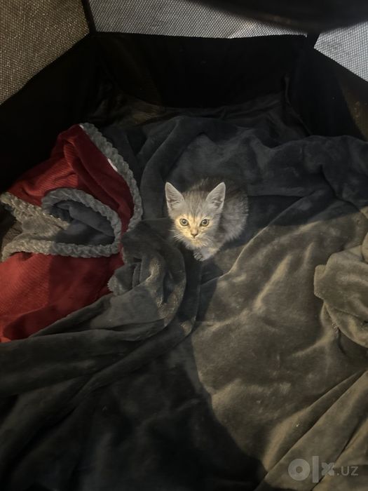 Отдам котят в добрые руки