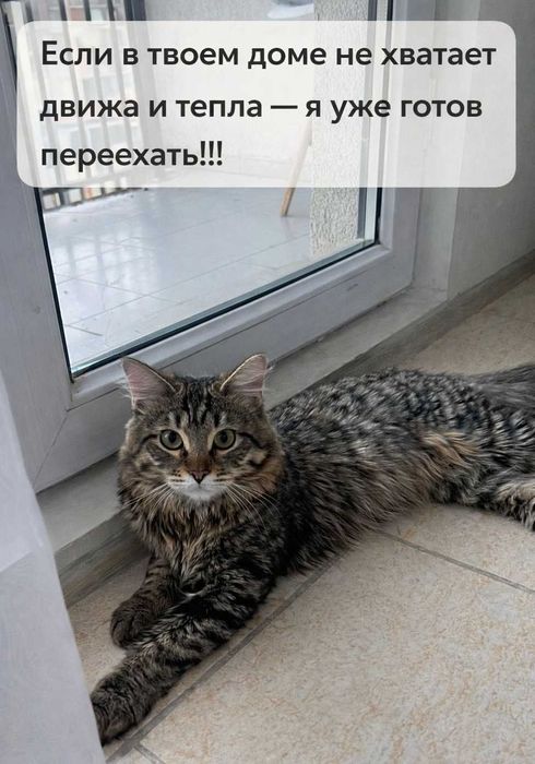 Молодой котик в поисках дома!