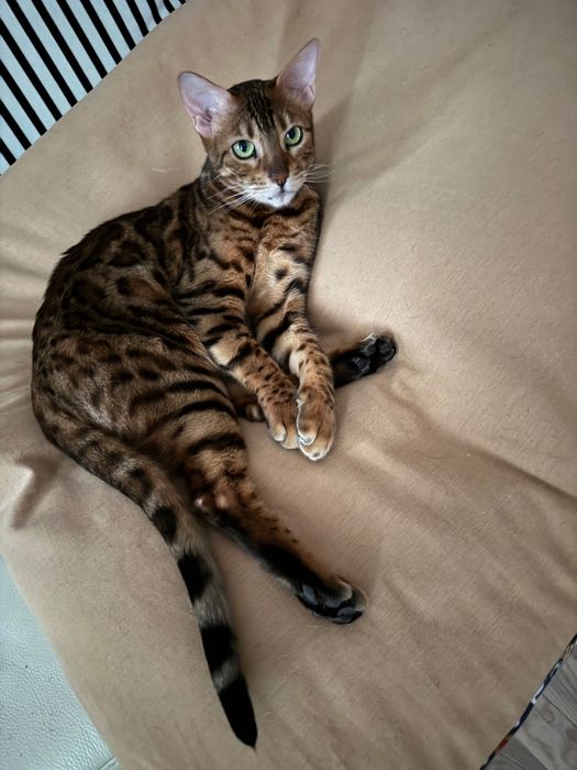 Отдам кошку в добрые руки