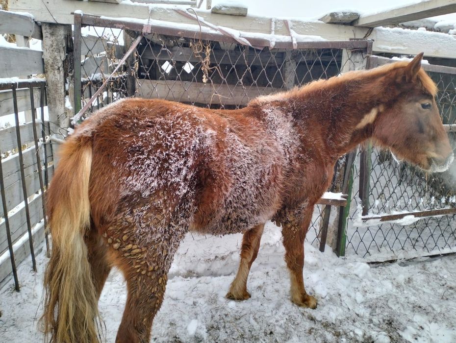 Продам лошадь, еркек тай