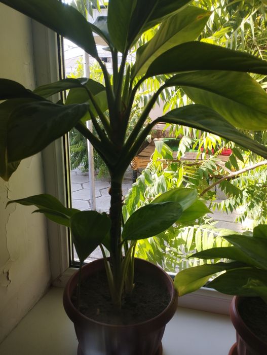 Продам комнатные цветы