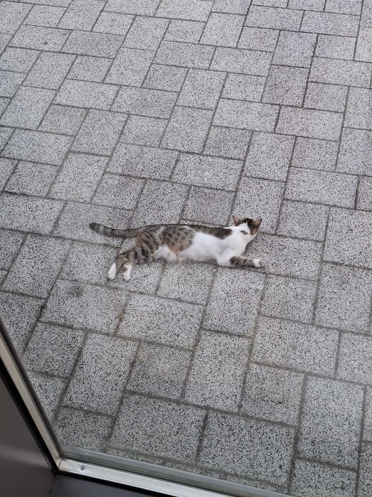 Дом за мама Котана и малък Топчо