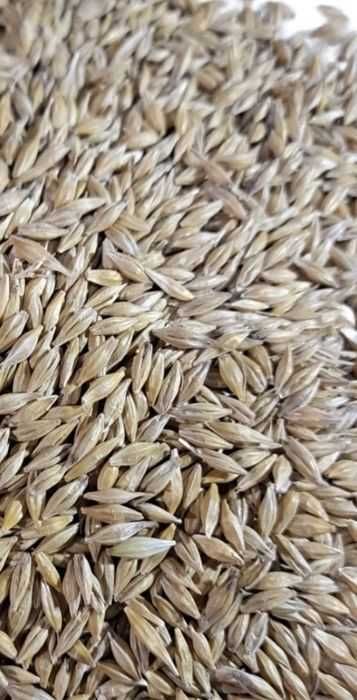 Cereale  Orz curat hranitor