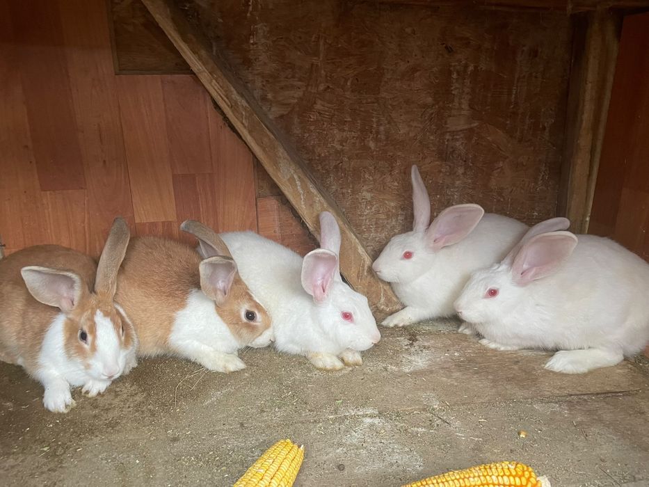 Vând tineret de 4 luni hycole francez