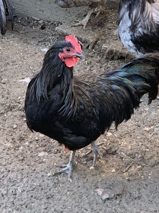 Cocosi Ausrtralorp de vanzare