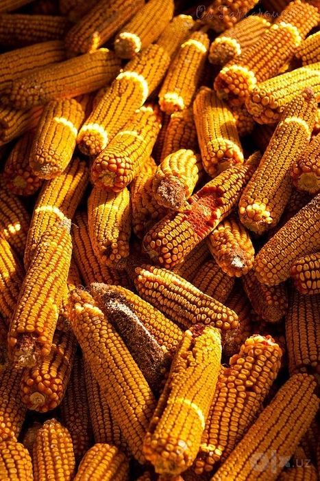 Маккажохори чорва моллар учун жайдари