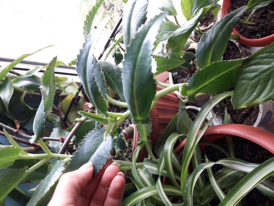 Лечебное Каланхое!