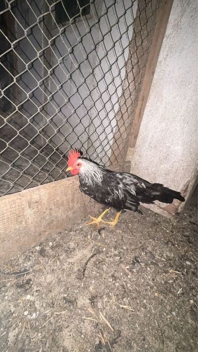 Cocos Sebright pui