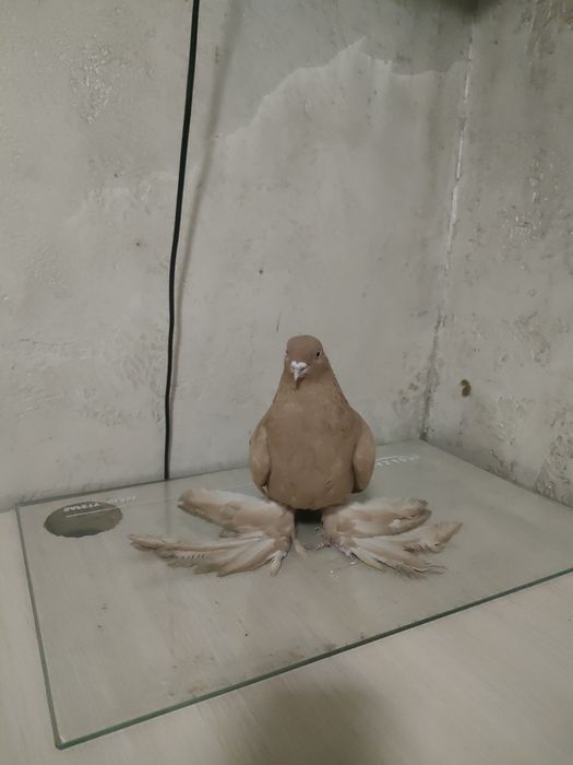 Голуби голуби голуби