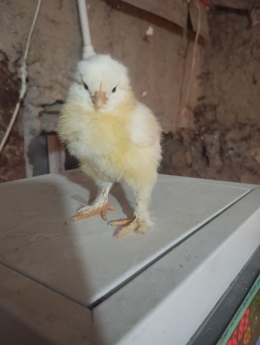 Bramma joʻjalar sotiladi