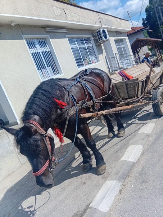 Iapa grea gestanta