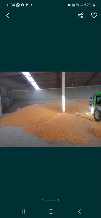 Porumb boabe uscat cu bob mare