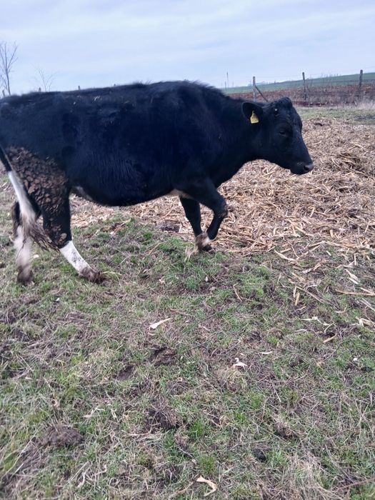 Vând doua juninci gestante 16.000 lei