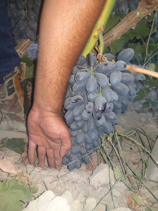 Uzum nihollari  ishonchli  gigan (so‘g‘diyona), qora kishmish, toyfi