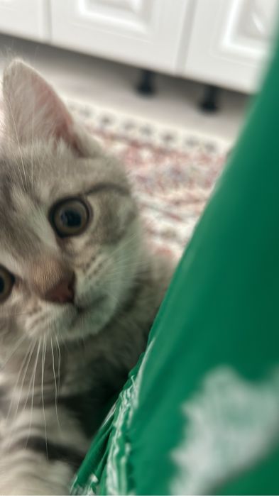 Продам котенка девочка