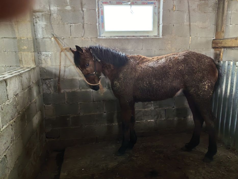 Кабыла, Байтал таза қан