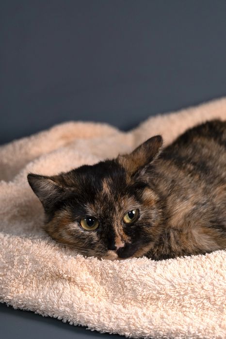 Котенок - девочка , 6 мксяцев.