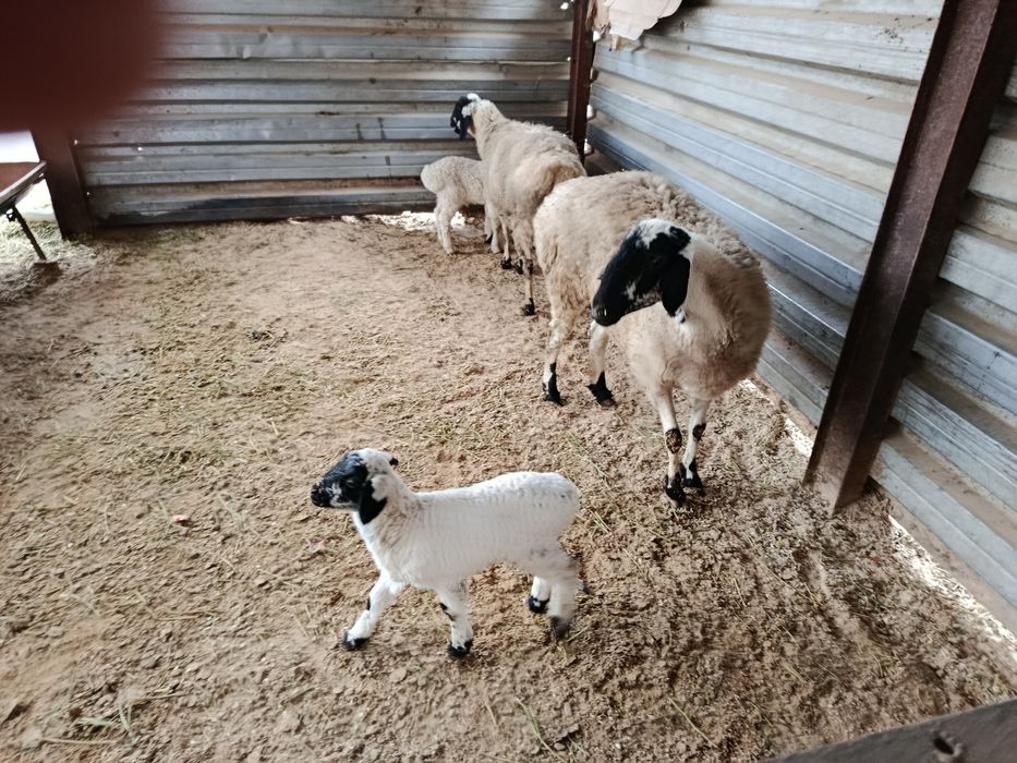 Куйлар сотилади кора кулок