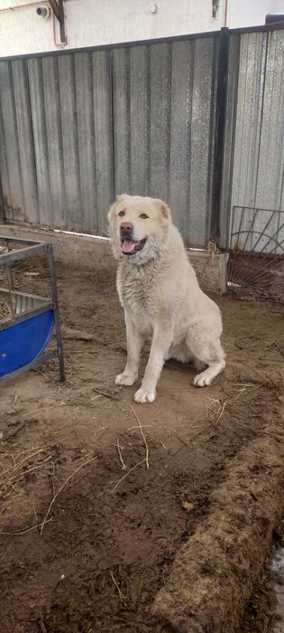Продам мощного кобеля алабай