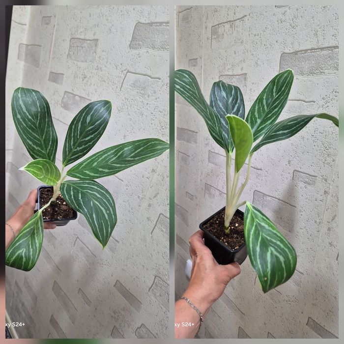 Комнатные цветы.