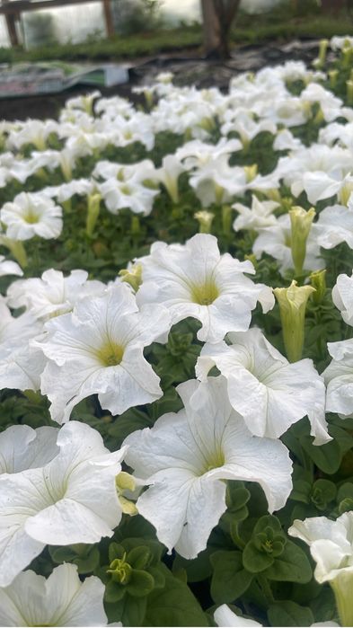 Рассада петуния тайшан тагетес