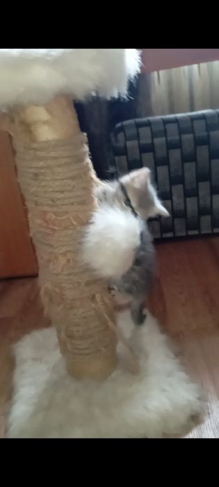 Шотланские 1,5 месяцев.