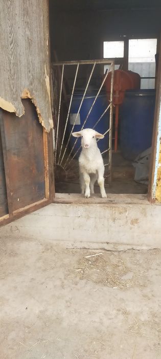 Продам ягненка мальчик самостоятельный