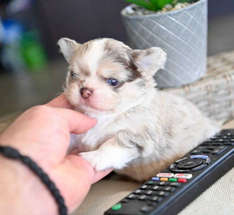 Мъжко дългокосместо мини чихуахуа шоколадово мерле