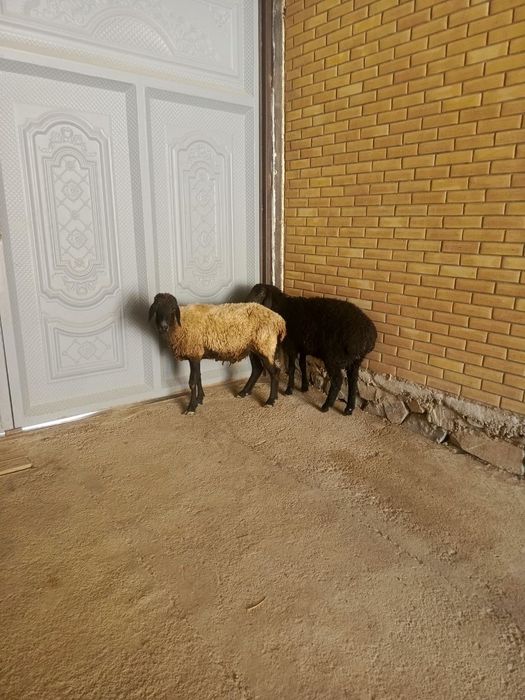 Она бола ку́й сотилади