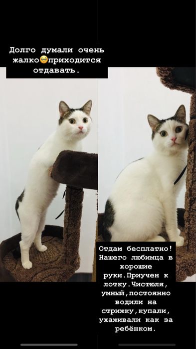 Отдам бесплатно нашего любимца