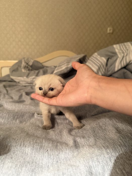 Шотландские котята