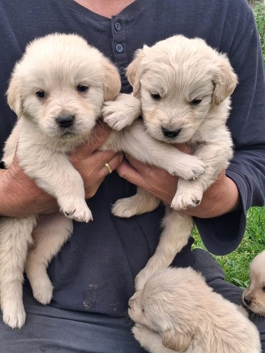 Pui Catel  Golden Retriver