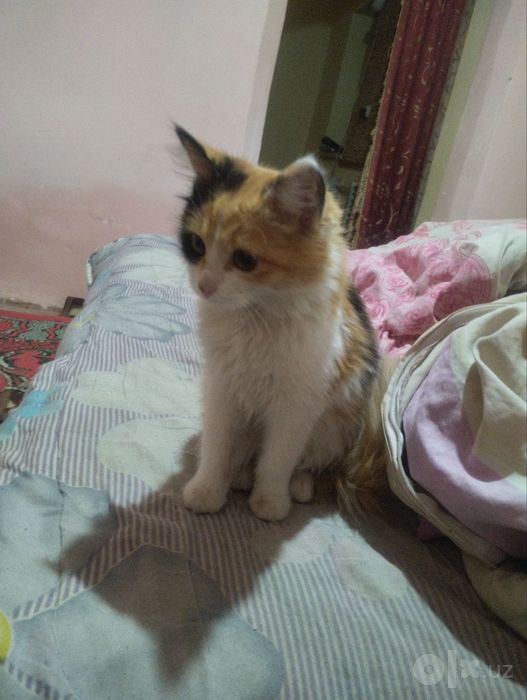 Отдам котенка 5 месяцев