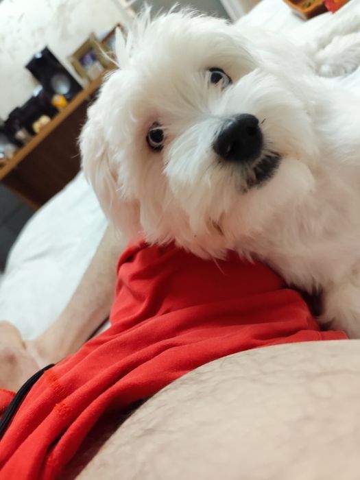 Bichon Maltez ochii albastri