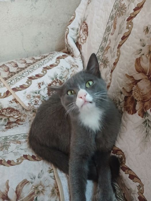 Отдам в добрые руки кошку