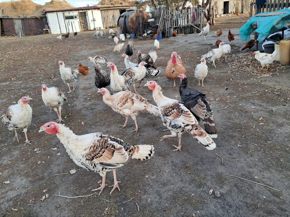 Индюки большие хорошие