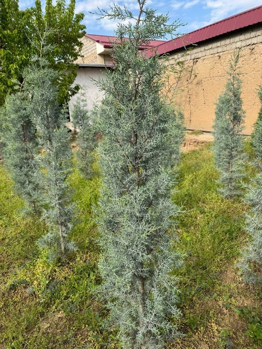 Аризонский кипарис Италия. Kiparis.