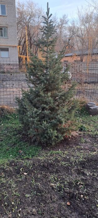 Ёлки на продажу.