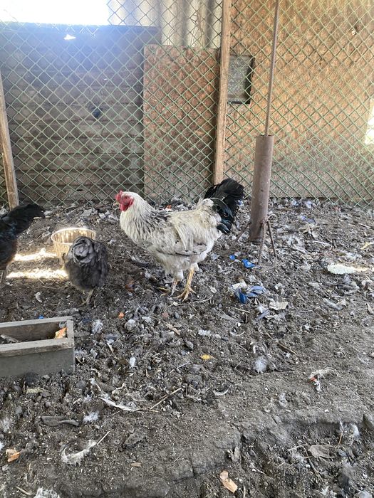 Қораз Әтеш Петух