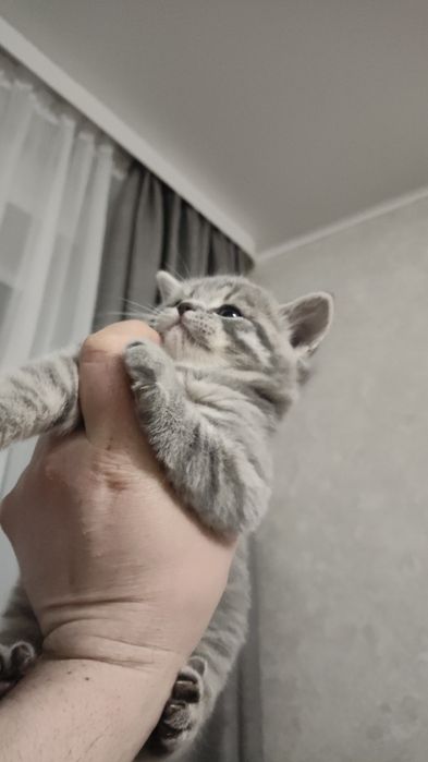 Шотландский прямоухий