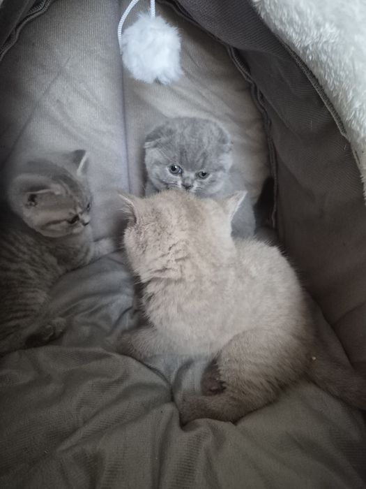 Продам шотландских котят