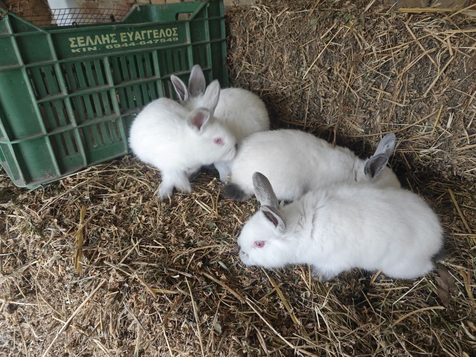 Калифорнийски зайци,пеперуда и други