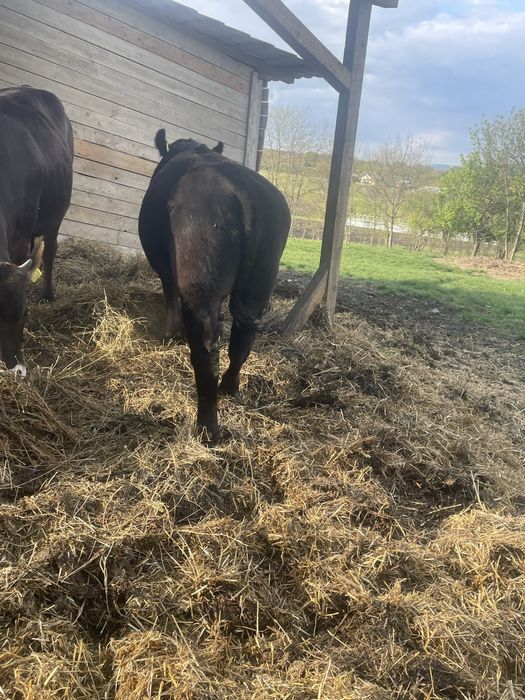 De vanzare vitea metis angus