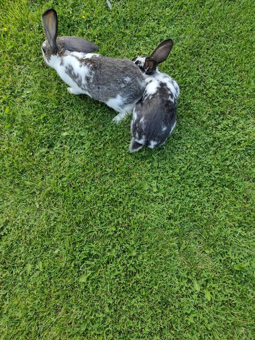 Vind iepuri tineret  in vârstă de 3 luni jumate