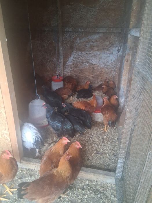 Cocosei australorp si new hampshire