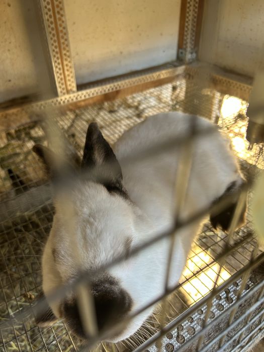 Продавам зайци