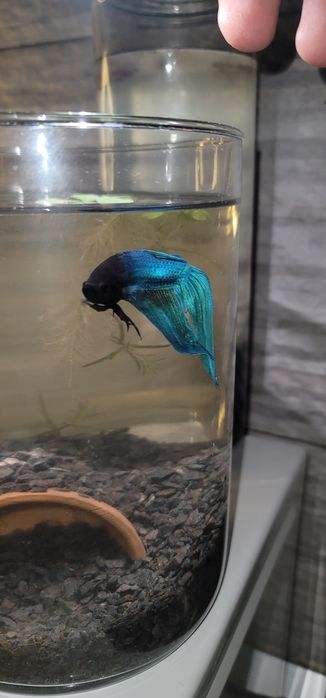 Betta Splendens Veiltail XL – Turquoise Blue