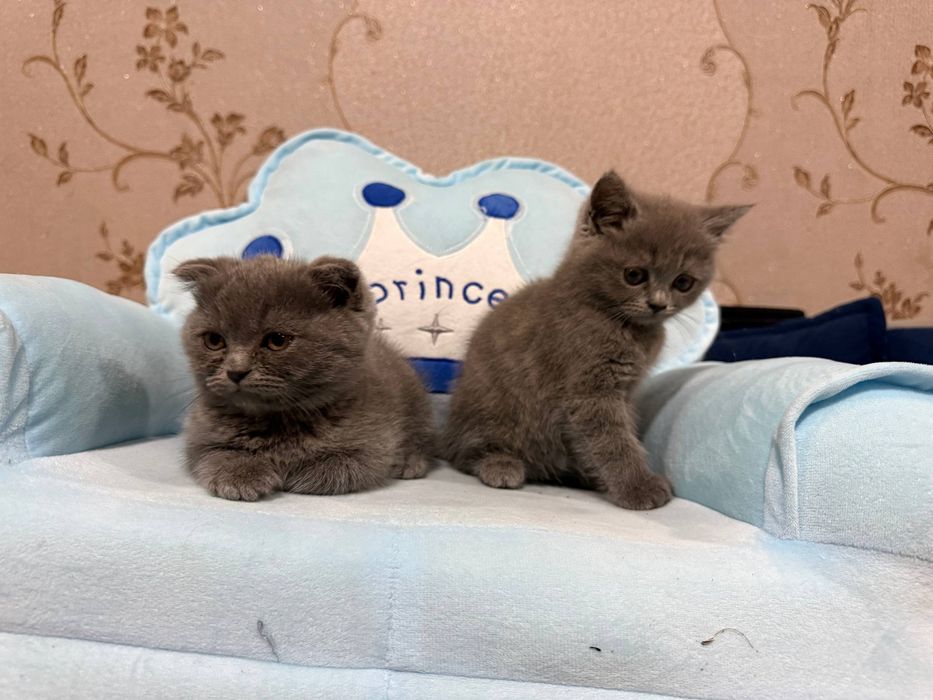 Scottish fold кошка