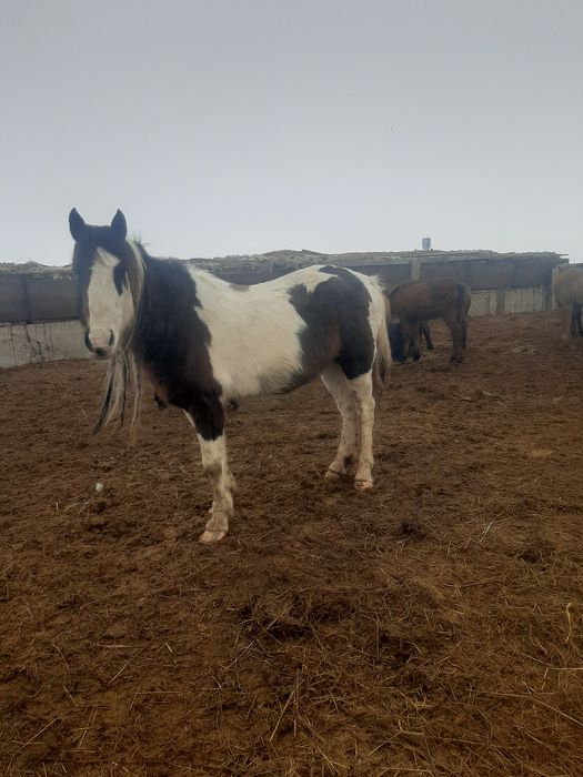 Продаётся жеребец!