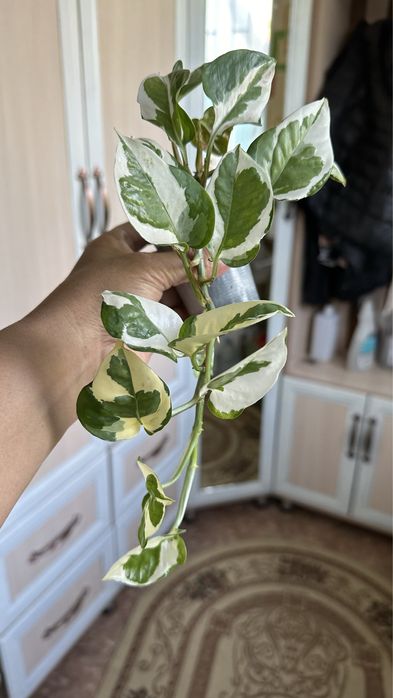 Гүлдер сатылады пиделантус,алоэ,традесканция,аглонема,эпипремнум,малоч